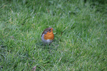 robin on the grass