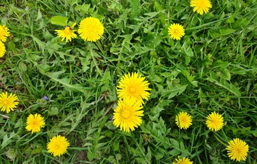 Dandelion meadow with flowers in spring closeup