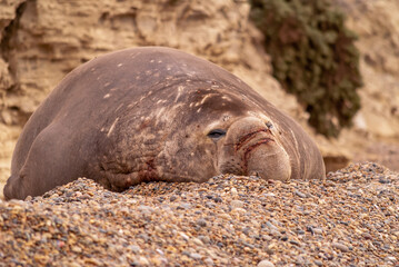 Sea elephant resting in the beach of Punta Ninfas, Puerto Madryn, Chubut, Argentina © ADEQUARL