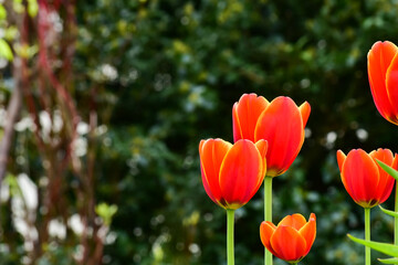 Fototapeta premium Fresh spring tulips growing in the garden