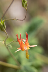 Red flowering axillaterminal determinate cyme inflorescence of Aquilegia Formosa, Ranunculaceae, native perennial monoclinous deciduous herb in the Carson Mountains, Sierra Nevada Ranges, Summer.