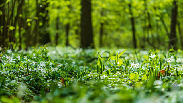Wild garlic in a deciduous forest in spring