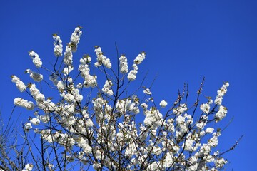 Branches with white flowers of a blossoming cherry tree, against blue sky.