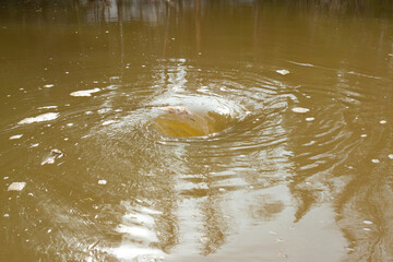 Whirlpool dirty and muddy water surface. Swirling circular motion of a water whirlpool
