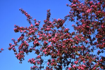 Branches with pink flowers of a blossoming cherry tree, against blue sky.