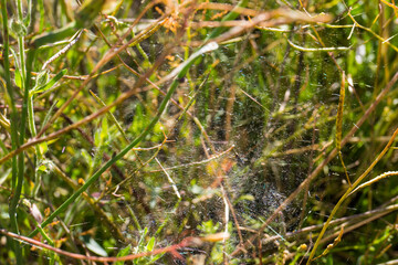 łąka trawa pajęczyna wiosna zieleń - obrazy, fototapety, plakaty