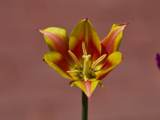 Tulip macro  yellow red flower