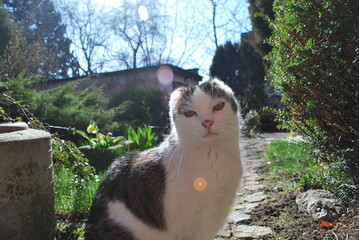 cat in the garden, light reflex © TK_Office