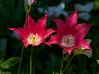 Tulip macro pink flowers