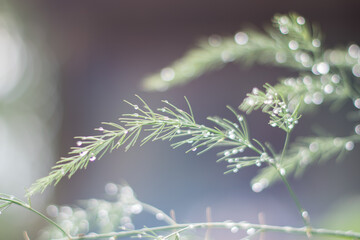 Beautiful green Asparagus fern with rain drops on leaves.