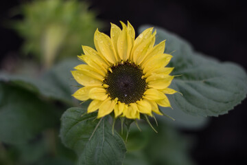 Beautiful young sunflower in a natural background, the center of a growing unrevealed flower