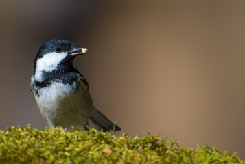 Coal Tit, Periparus ater in its natural habitat.