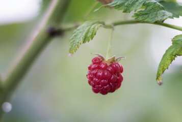 Ripe blackberrie in the bush with a selective focus.