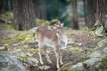 The young red deer (Cervus elaphus), one of the largest deer species.