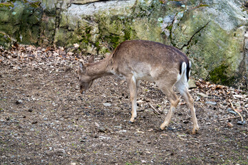 The young red deer (Cervus elaphus), one of the largest deer species.