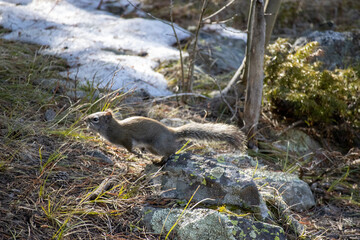 A squirrel is jumping off a rock on a hiking trail in Colorado