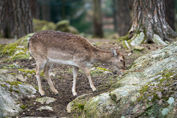 Naklejka na ściany i meble The young red deer (Cervus elaphus), one of the largest deer species.