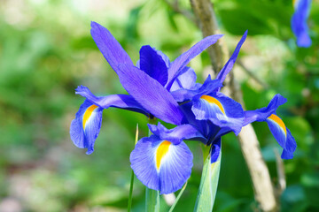 Fleur d'iris bleue
