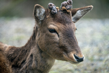 Fototapeta premium The young red deer (Cervus elaphus), one of the largest deer species.