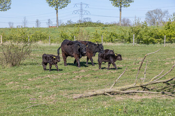 Molenplas nature reserve with Galloway cows calmly walking with their calves on green grass, curly or wavy black fur, bushes in the background, sunny day in Stevensweert, South Limburg, Netherlands