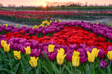 beautiful field of tulips, different colors of flowers, sunset
