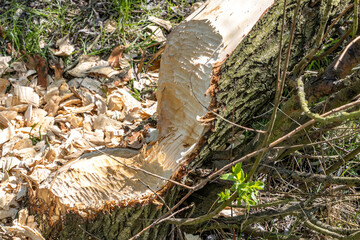 Obraz premium Close-up of a fallen tree trunk, bitten by a beaver with small pieces of wood, Molenplas nature reserve, typical pattern of tooth marks, construction of natural dams, South Limburg, Netherlands