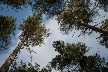 Scenic view of very big and tall pine tree with sun light in the forest when looking up.