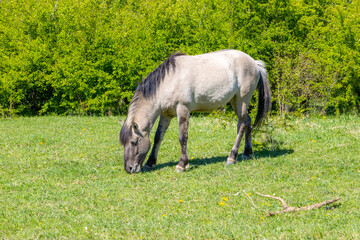 Naklejka na ściany i meble Polish Konik horse with thick mane and gray coat, grazing on green pasture in Molenplas Nature Reserve, lush green trees in background, sunny spring day in Stevensweert, South Limburg, Netherlands