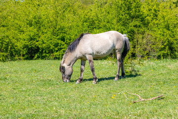 Naklejka na ściany i meble Polish Konik horse grazing on fresh green pasture in Molenplas Nature Reserve, thick mane and gray fur, lush green trees in the background, sunny spring day in Stevensweert, South Limburg, Netherlands