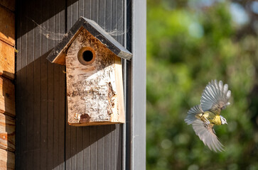 Pair of blue tits photographed on a bird house in a suburban garden in spring in London UK.