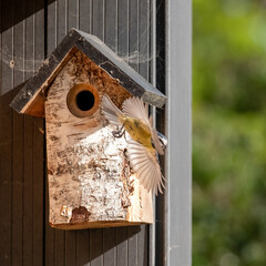 Blue tit flying from a wooden bird box in a suburban garden in spring in London UK.