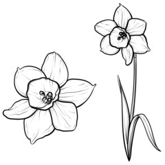 Vector outline narcissus flowers isolated on white background.
