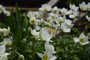 flowers grow and nature comes to life. White crocuses in the garden.