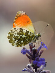 Motyl Zorzynek Rzeżuchowiec © mycatherina