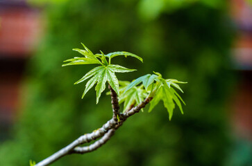 Liquidambar styraciflua or American sweetgum with fresh green leaves grows on  branch on blurred...