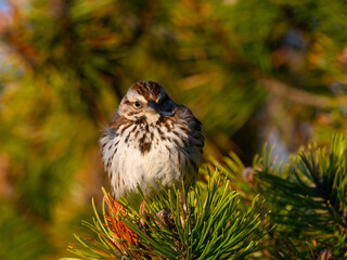 Song Sparrow perched on evergreen in spring, closeup portrait