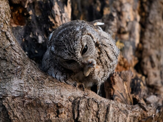 Eastern Screech Owl  Sitting in a Tree Hole and Preening in Early Spring, Portrait