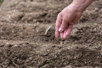 A female hand puts a seed in an agricultural field on a sunny spring day. Spring sowing of vegetable concept. Close up, selective focus