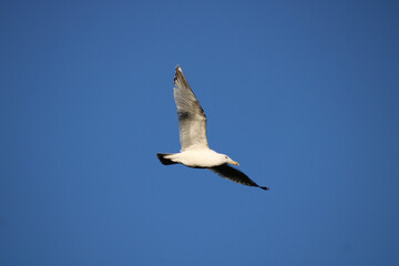 seagull in flight