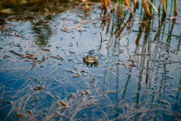 Mating season for lake frogs in a pond