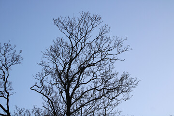 tree in the sky