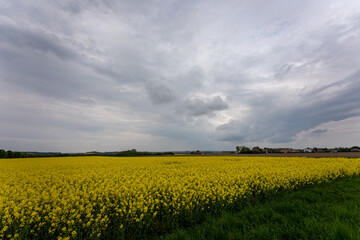 Obraz premium Wonderful panoramic view of agricultural field with blooming yellow rapeseed flowers and perfect blue sky. Field of rape in sunny day. spring landscape. harvest concept. Bayern Germany