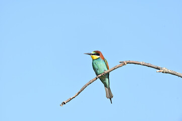 abrejarruco