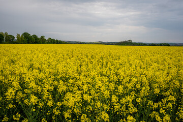 Obraz premium Wonderful panoramic view of agricultural field with blooming yellow rapeseed flowers and perfect blue sky. Field of rape in sunny day. spring landscape. harvest concept. Bayern Germany