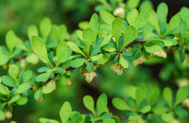 Fototapeta na wymiar Soft focus of beautiful spring flowers Berberis thunbergii Erecta blossom. Macro of tiny yellow flowers on elegant bokeh green foliage background. Nature concept for design. Place for your text