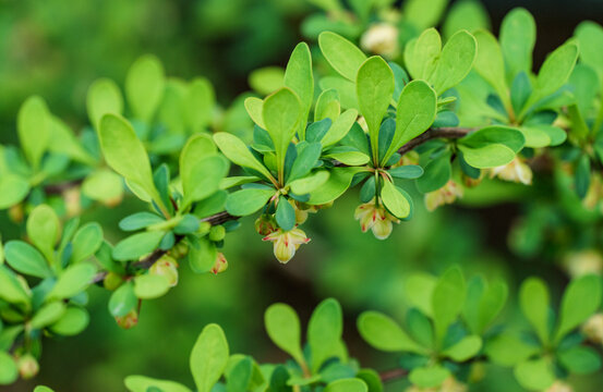 Soft focus of beautiful spring flowers Berberis thunbergii Erecta blossom. Macro of tiny yellow flowers on elegant bokeh green foliage background. Nature concept for design. Place for your text