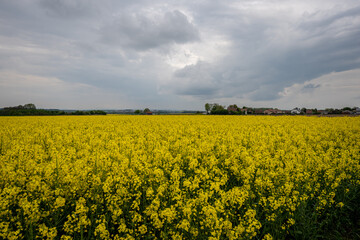Obraz premium Wonderful panoramic view of agricultural field with blooming yellow rapeseed flowers and perfect blue sky. Field of rape in sunny day. spring landscape. harvest concept. Bayern Germany