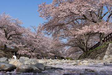 cherry blossom tree