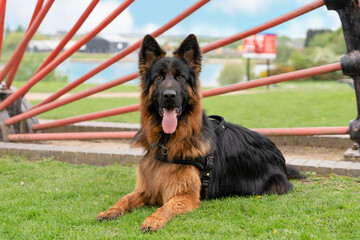German shepherd dog in  harness out for a walk lying  on the grass in sunny  spring day