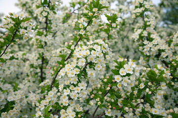 Bright white spring thorn flowers blooming in the city park
